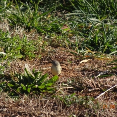 Acanthiza chrysorrhoa (Yellow-rumped Thornbill) at Fyshwick, ACT - 1 Aug 2019 by TomT