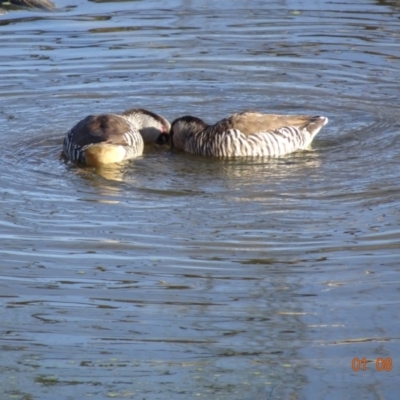 Malacorhynchus membranaceus (Pink-eared Duck) at Jerrabomberra Wetlands - 1 Aug 2019 by TomT