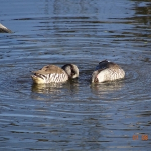 Malacorhynchus membranaceus at Fyshwick, ACT - 1 Aug 2019