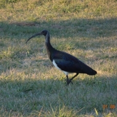 Threskiornis spinicollis (Straw-necked Ibis) at Fyshwick, ACT - 1 Aug 2019 by TomT