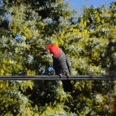 Callocephalon fimbriatum (Gang-gang Cockatoo) at Hughes, ACT - 1 Aug 2019 by TomT