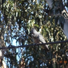 Callocephalon fimbriatum at Hughes, ACT - suppressed