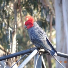 Callocephalon fimbriatum at Hughes, ACT - suppressed