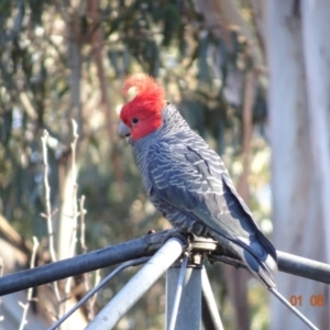 Callocephalon fimbriatum at Hughes, ACT - 1 Aug 2019