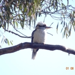 Dacelo novaeguineae (Laughing Kookaburra) at Red Hill to Yarralumla Creek - 1 Aug 2019 by TomT