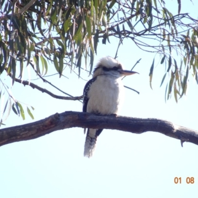 Dacelo novaeguineae (Laughing Kookaburra) at Red Hill to Yarralumla Creek - 1 Aug 2019 by TomT