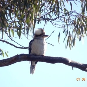 Dacelo novaeguineae at Hughes, ACT - 1 Aug 2019