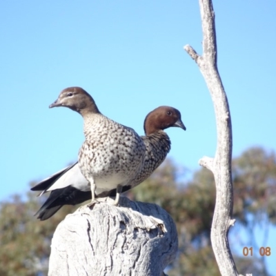 Chenonetta jubata (Australian Wood Duck) at GG229 - 1 Aug 2019 by TomT