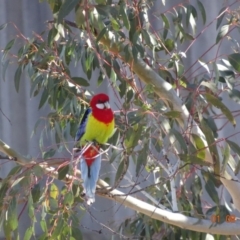 Platycercus eximius (Eastern Rosella) at Red Hill to Yarralumla Creek - 1 Aug 2019 by TomT