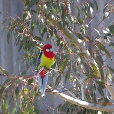 Platycercus eximius (Eastern Rosella) at Deakin, ACT - 1 Aug 2019 by TomT