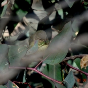 Smicrornis brevirostris at Deakin, ACT - 1 Aug 2019