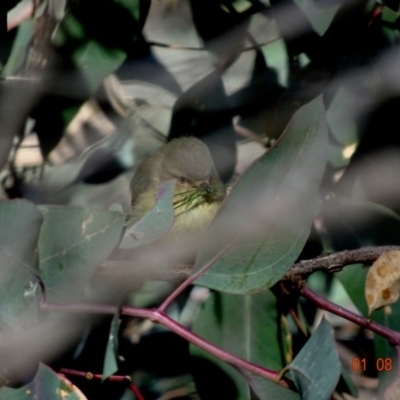 Smicrornis brevirostris (Weebill) at Red Hill Nature Reserve - 1 Aug 2019 by TomT