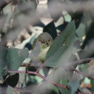 Smicrornis brevirostris at Deakin, ACT - 1 Aug 2019