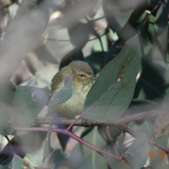 Smicrornis brevirostris at Deakin, ACT - 1 Aug 2019 10:49 AM