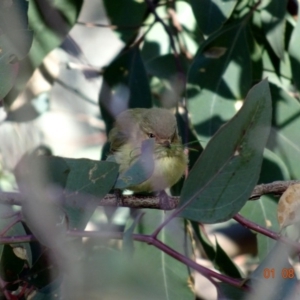 Smicrornis brevirostris at Deakin, ACT - 1 Aug 2019 10:49 AM