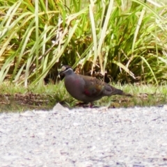 Phaps chalcoptera (Common Bronzewing) at Penrose - 17 Dec 2018 by NigeHartley