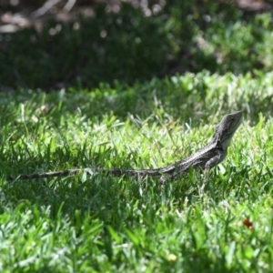 Amphibolurus muricatus at Penrose, NSW - 17 Dec 2018 02:47 PM