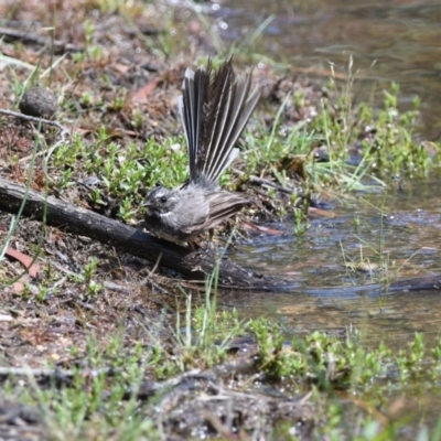 Rhipidura albiscapa (Grey Fantail) at Wingecarribee Local Government Area - 17 Dec 2018 by NigeHartley