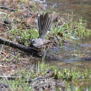 Rhipidura albiscapa at Wingello, NSW - 17 Dec 2018