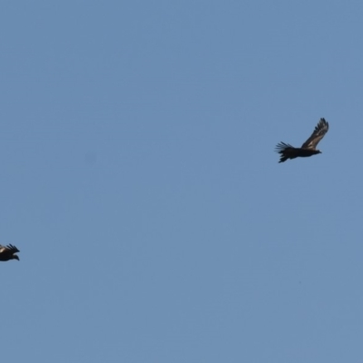 Aquila audax (Wedge-tailed Eagle) at Wingecarribee Local Government Area - 18 Dec 2018 by NigeHartley