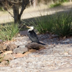 Microcarbo melanoleucos (Little Pied Cormorant) at Penrose, NSW - 19 Jun 2012 by NigeHartley