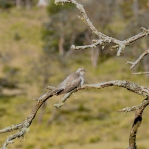 Cacomantis pallidus at Penrose, NSW - 17 Oct 2009