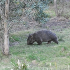 Vombatus ursinus (Common wombat, Bare-nosed Wombat) at Wingecarribee Local Government Area - 17 Oct 2009 by NigeHartley