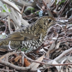 Zoothera lunulata (Bassian Thrush) at ANBG - 6 Aug 2019 by HelenCross