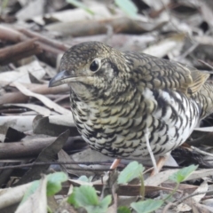 Zoothera lunulata at Acton, ACT - 6 Aug 2019 11:16 AM