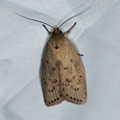Heliocausta undescribed species (A Concealer moth (Wingia group)) at O'Connor, ACT - 18 Nov 2018 by ibaird