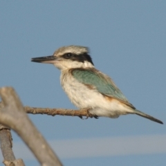 Todiramphus pyrrhopygius (Red-backed Kingfisher) at Jarramlee-West MacGregor Grasslands - 26 Oct 2007 by Harrisi