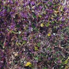 Hardenbergia violacea (False Sarsaparilla) at Conder, ACT - 4 Sep 2000 by MichaelBedingfield