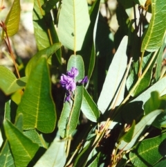 Hardenbergia violacea (False Sarsaparilla) at Conder, ACT - 4 Nov 2000 by MichaelBedingfield