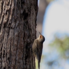 Climacteris erythrops (Red-browed Treecreeper) at Wattle Ridge - 7 Aug 2019 by SuperbLB