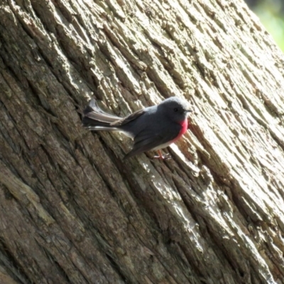 Petroica rosea (Rose Robin) at Mittagong - 6 Sep 2017 by SuperbLB