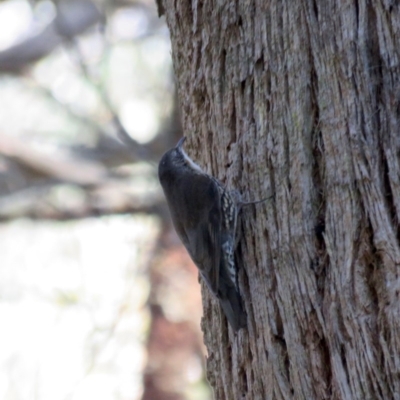 Cormobates leucophaea (White-throated Treecreeper) at Mittagong - 6 Aug 2019 by SuperbLB