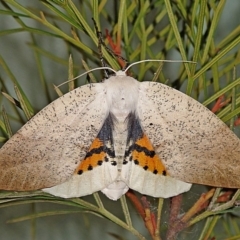 Gastrophora henricaria (Fallen-bark Looper, Beautiful Leaf Moth) at Kalaru, NSW - 11 Jan 2013 by DavidL.Jones