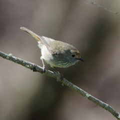 Acanthiza pusilla (Brown Thornbill) at Wingecarribee Local Government Area - 30 Oct 2011 by NigeHartley