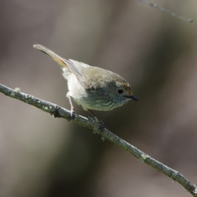 Acanthiza pusilla (Brown Thornbill) at Wingecarribee Local Government Area - 30 Oct 2011 by NigeHartley