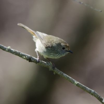 Acanthiza pusilla (Brown Thornbill) at Penrose - 30 Oct 2011 by NigeHartley