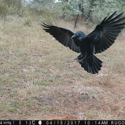 Corvus coronoides (Australian Raven) at Yass River, NSW - 15 Apr 2017 by SenexRugosus