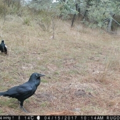 Corvus coronoides at Yass River, NSW - 15 Apr 2017