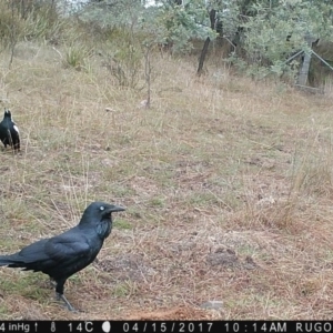 Corvus coronoides at Yass River, NSW - 15 Apr 2017