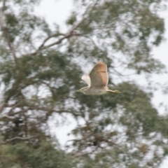 Nycticorax caledonicus (Nankeen Night-Heron) at Penrose, NSW - 1 Nov 2011 by NigeHartley