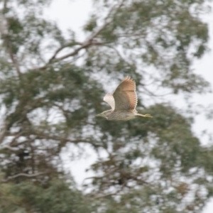 Nycticorax caledonicus at Penrose, NSW - 1 Nov 2011