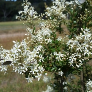 Bursaria spinosa at Yass River, NSW - 25 Dec 2016