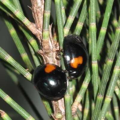 Orcus bilunulatus (Ladybird beetle) at Bega River Bioblitz - 29 Dec 2012 by DavidL.Jones