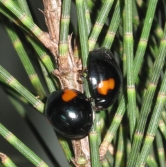 Orcus bilunulatus (Ladybird beetle) at Tarraganda, NSW - 29 Dec 2012 by DavidL.Jones