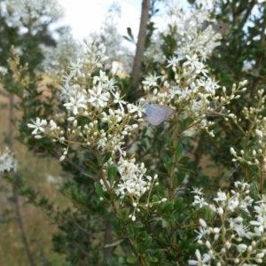 Zizina otis at Yass River, NSW - 25 Dec 2016 04:06 PM