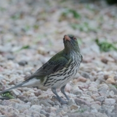 Oriolus sagittatus (Olive-backed Oriole) at Penrose, NSW - 7 Nov 2011 by NigeHartley